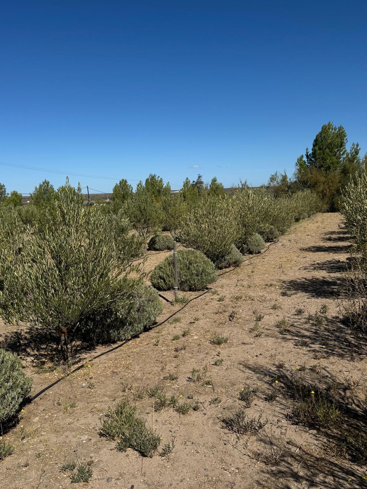 WhatsApp Image 2026-03-08 at 07.43.12.jpeg