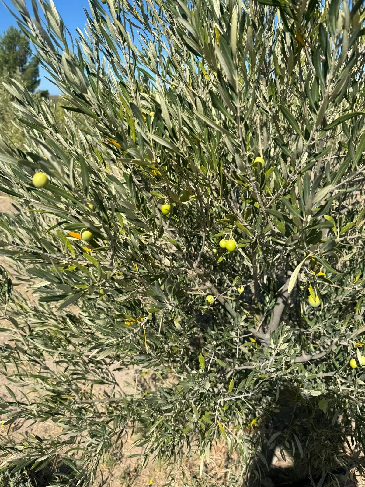 WhatsApp Image 2026-03-08 at 07.43.14.jpeg