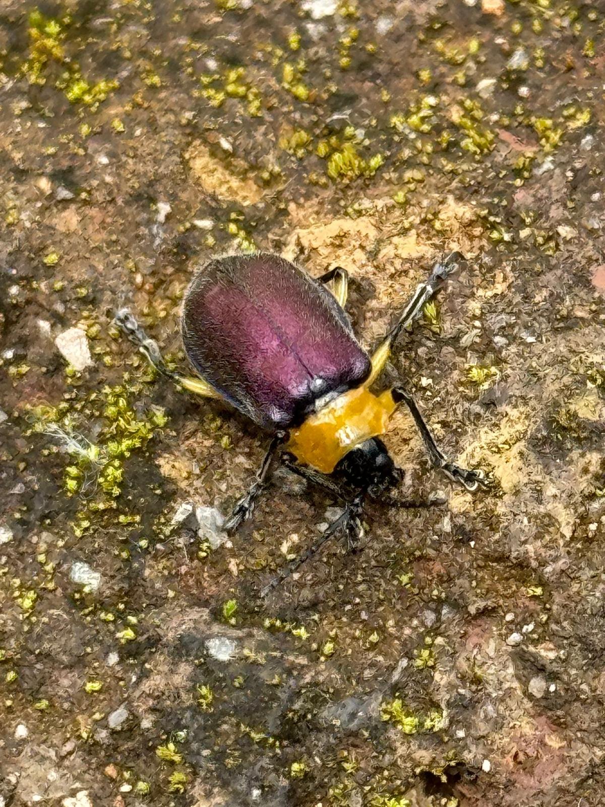 WhatsApp Image 2026-03-17 at 17.37.23 (3).jpeg