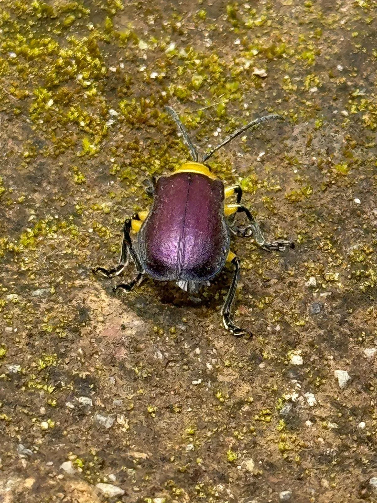 WhatsApp Image 2026-03-17 at 17.37.23 (2).jpeg