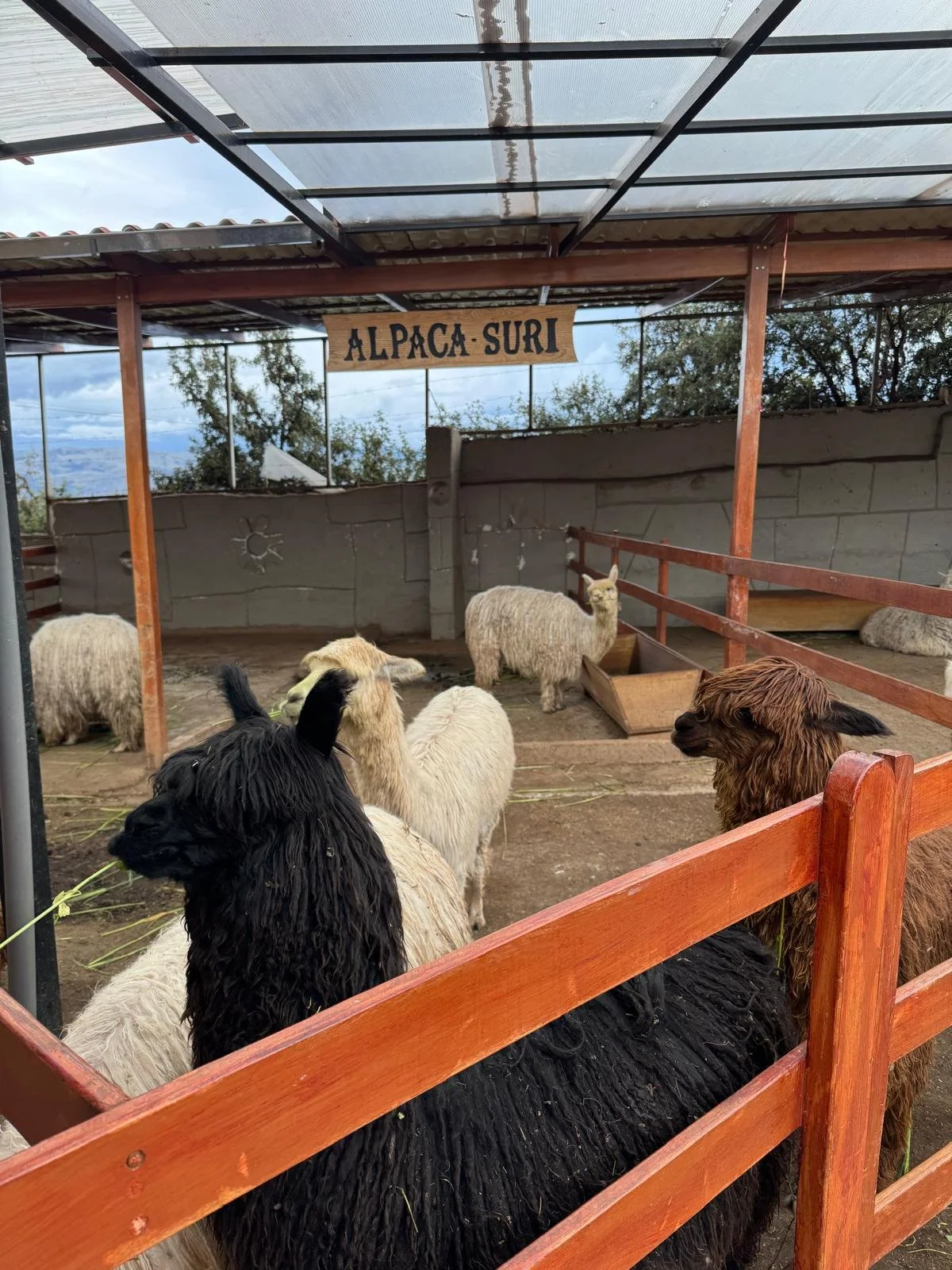 WhatsApp Image 2026-03-19 at 15.22.02 (1).jpeg