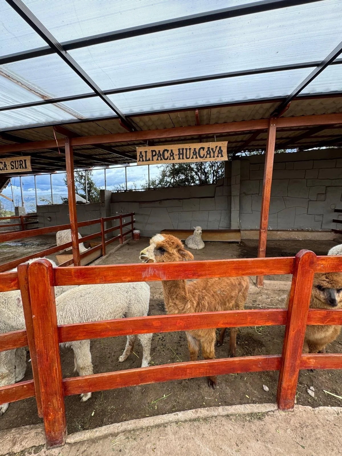 WhatsApp Image 2026-03-19 at 15.22.02 (2).jpeg