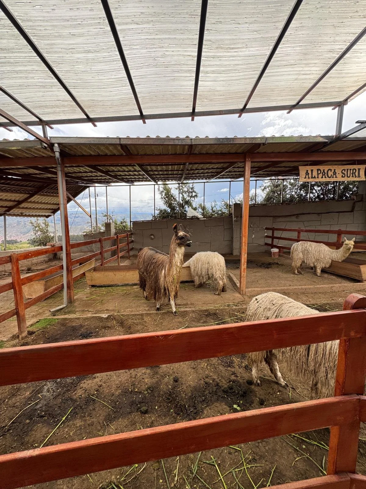 WhatsApp Image 2026-03-19 at 15.22.03.jpeg