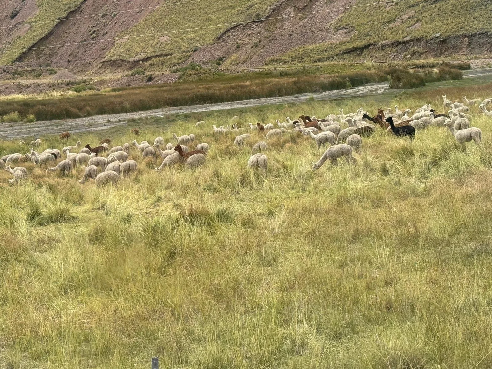 WhatsApp Image 2026-03-19 at 15.35.19.jpeg