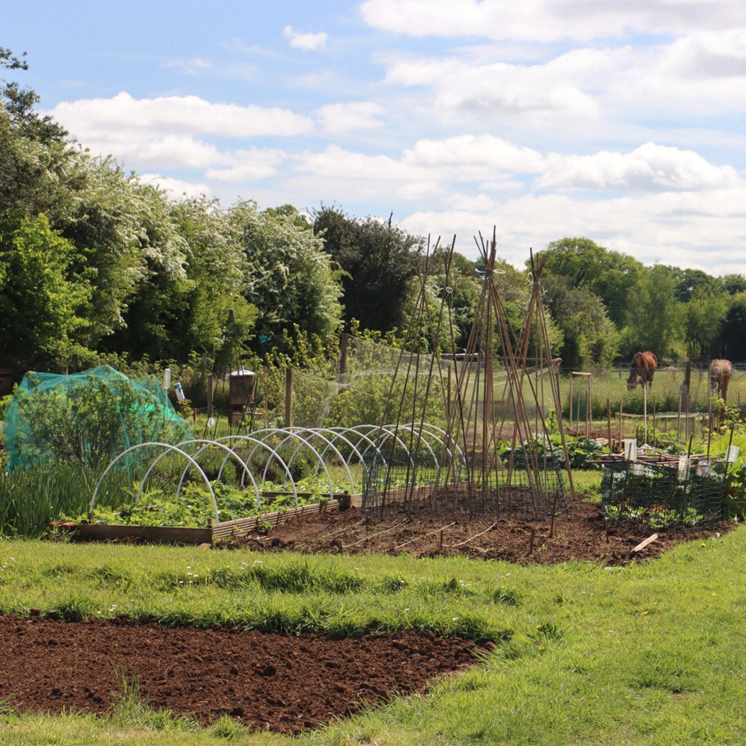 Allotments 