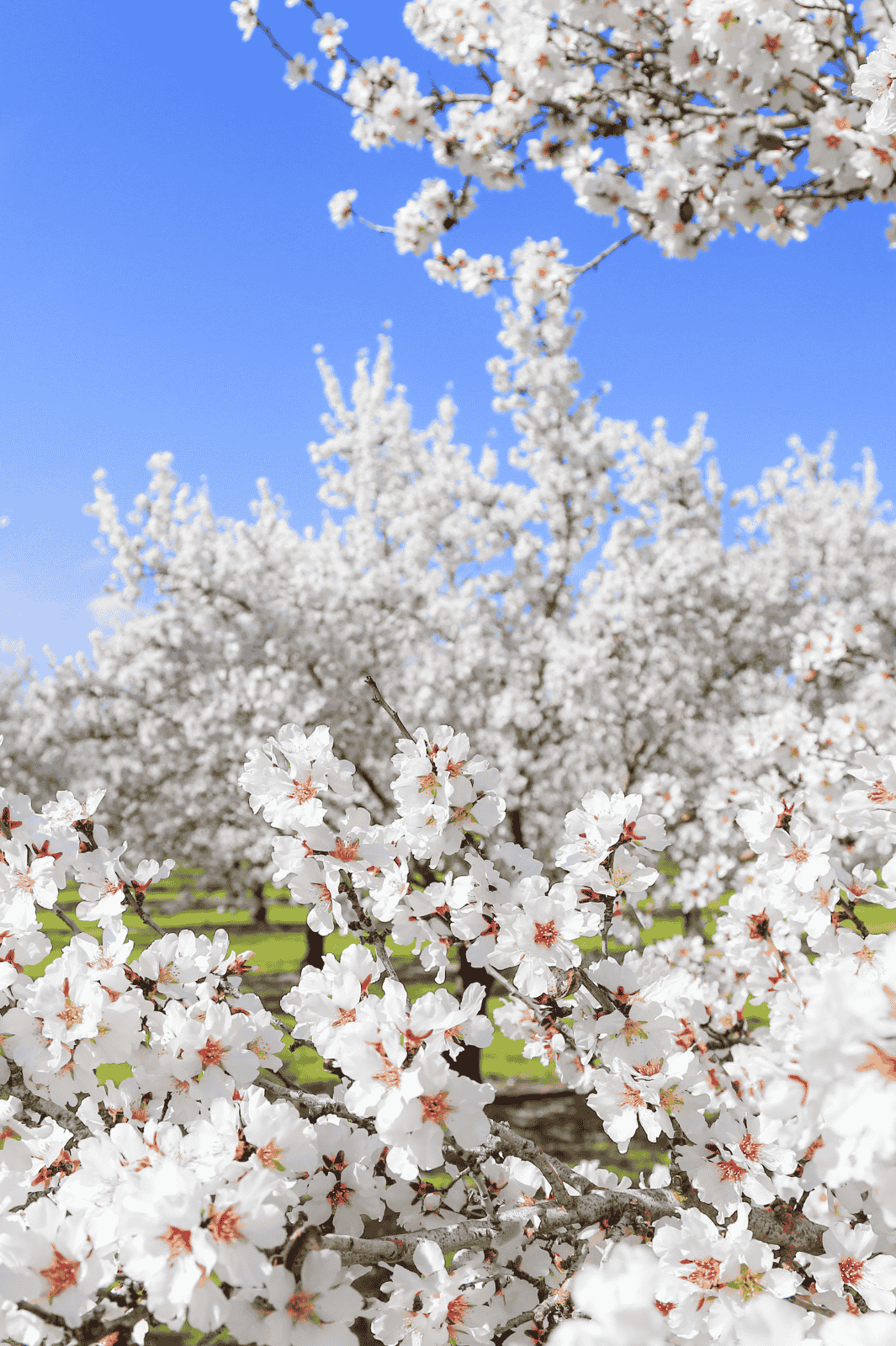 The Best Guide for California Almond Blossoms