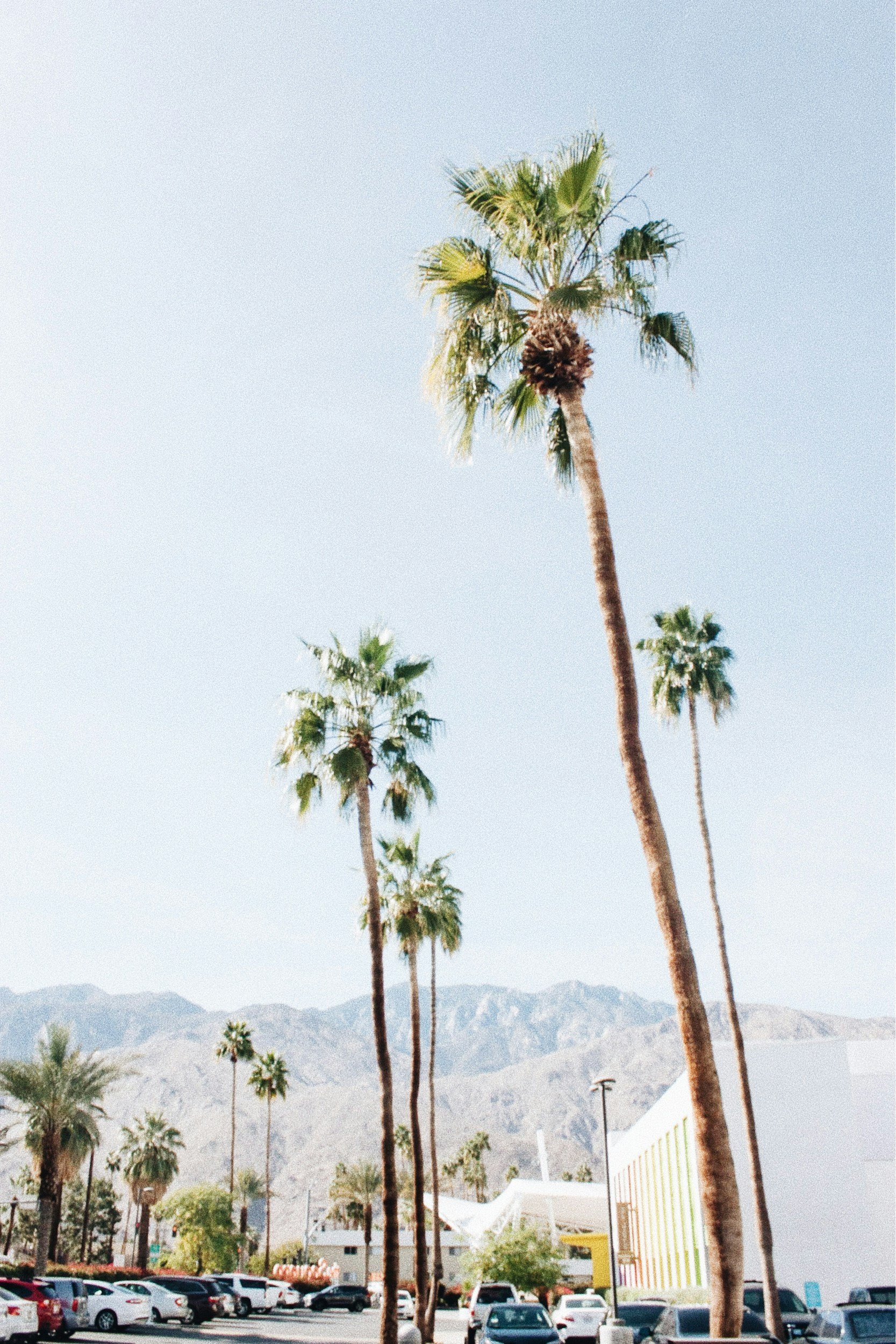 An Image of palm springs. One of the best places to elope 2026