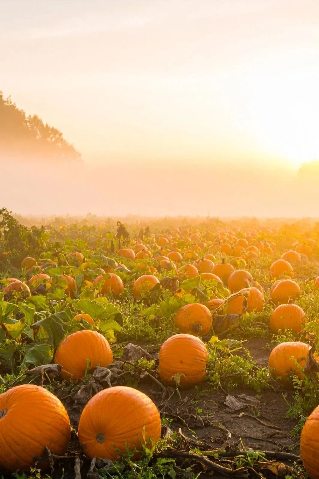 Pumpkin Patch Malibu: Where to Find Them