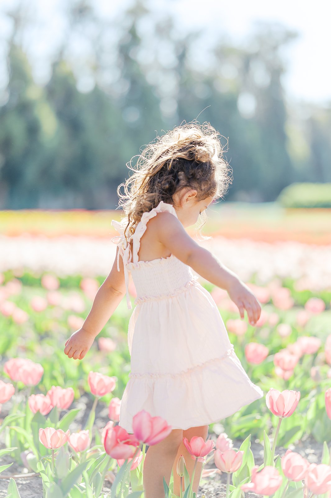 Tulips (25 of 50).jpg