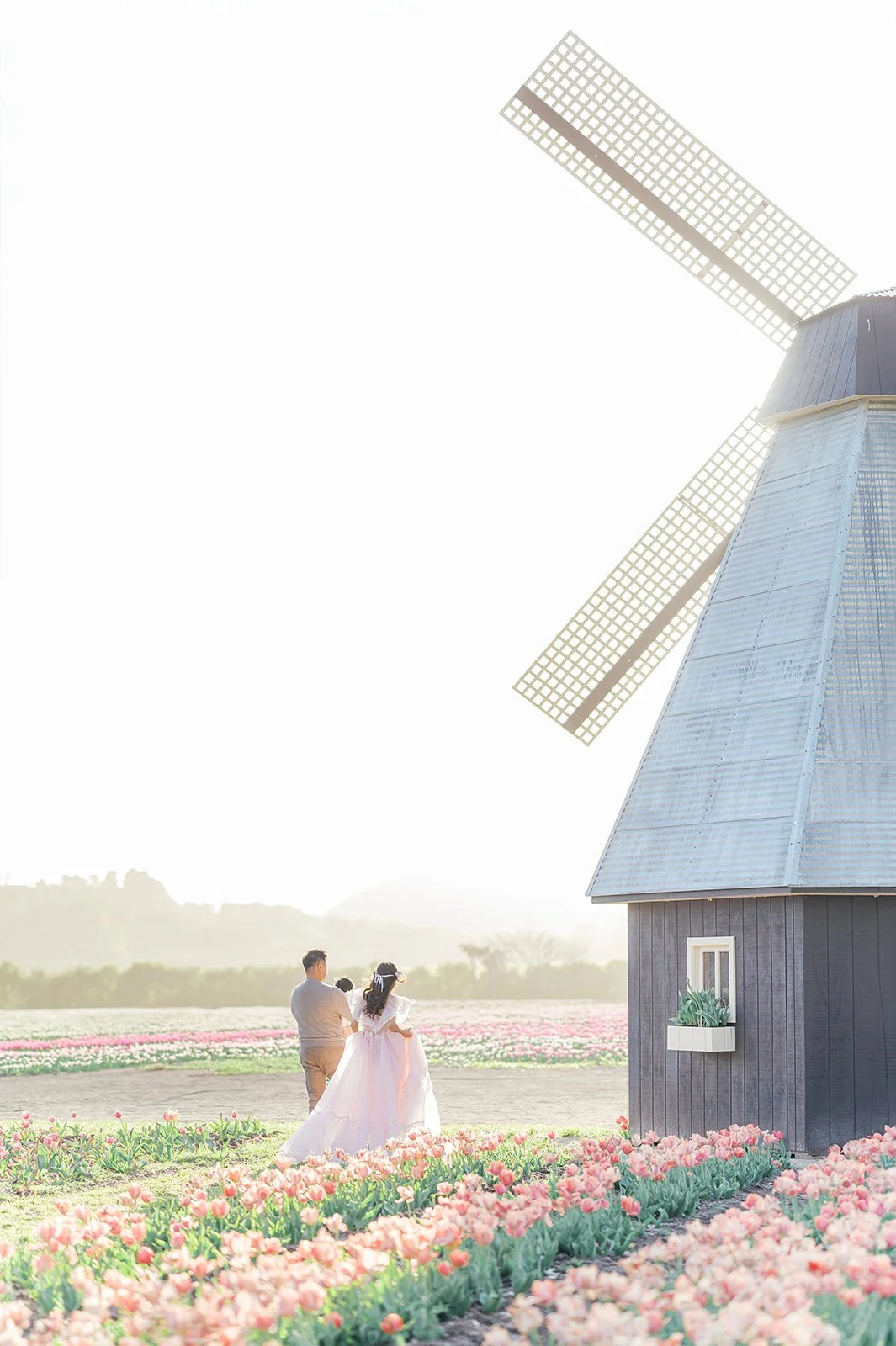 Tulip family photos of a family walking together through a blooming tulip field with a windmill in the background during spring.