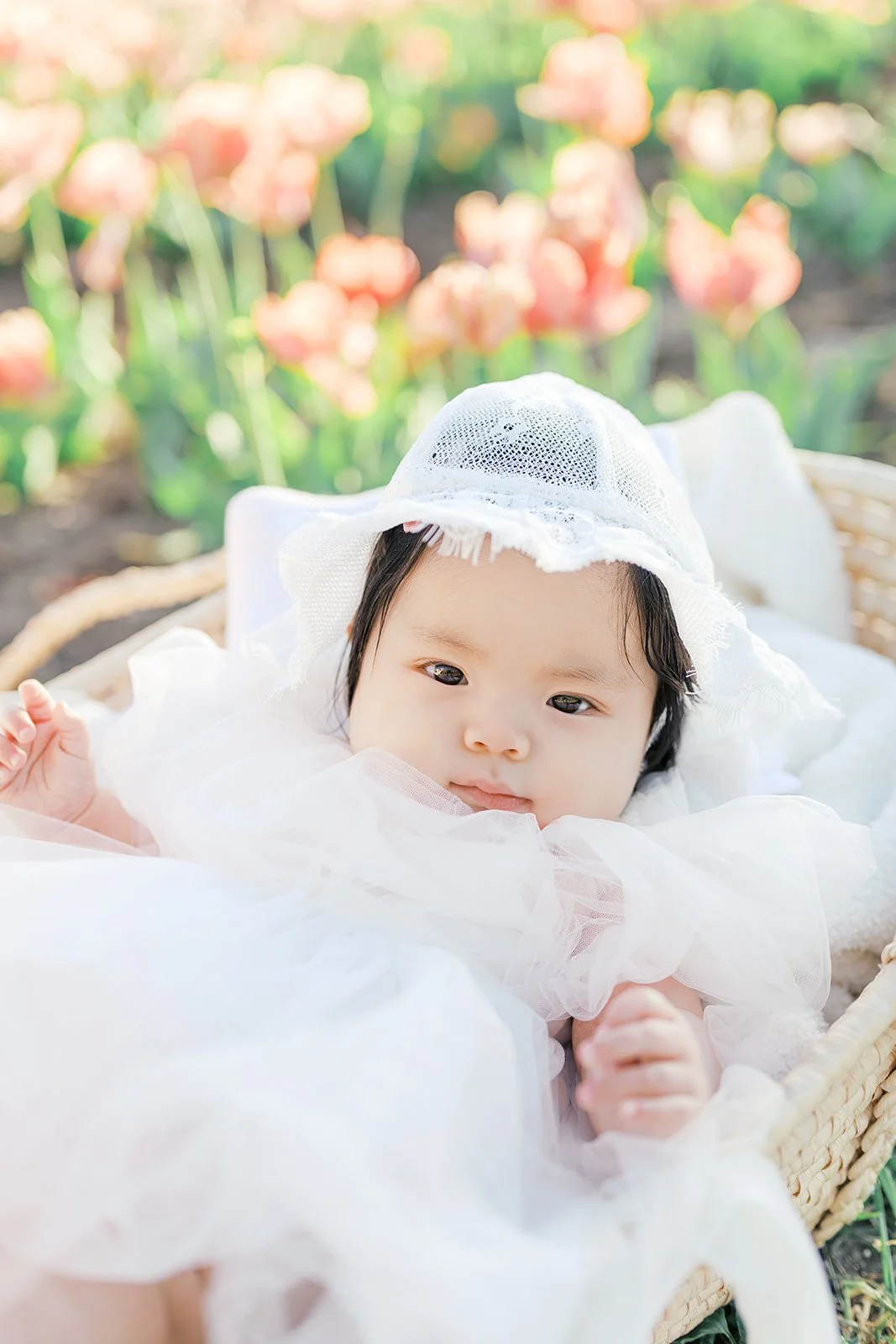 Tulip family photos of a baby lying in a basket wearing a white outfit, with soft pink tulips blurred in the background.