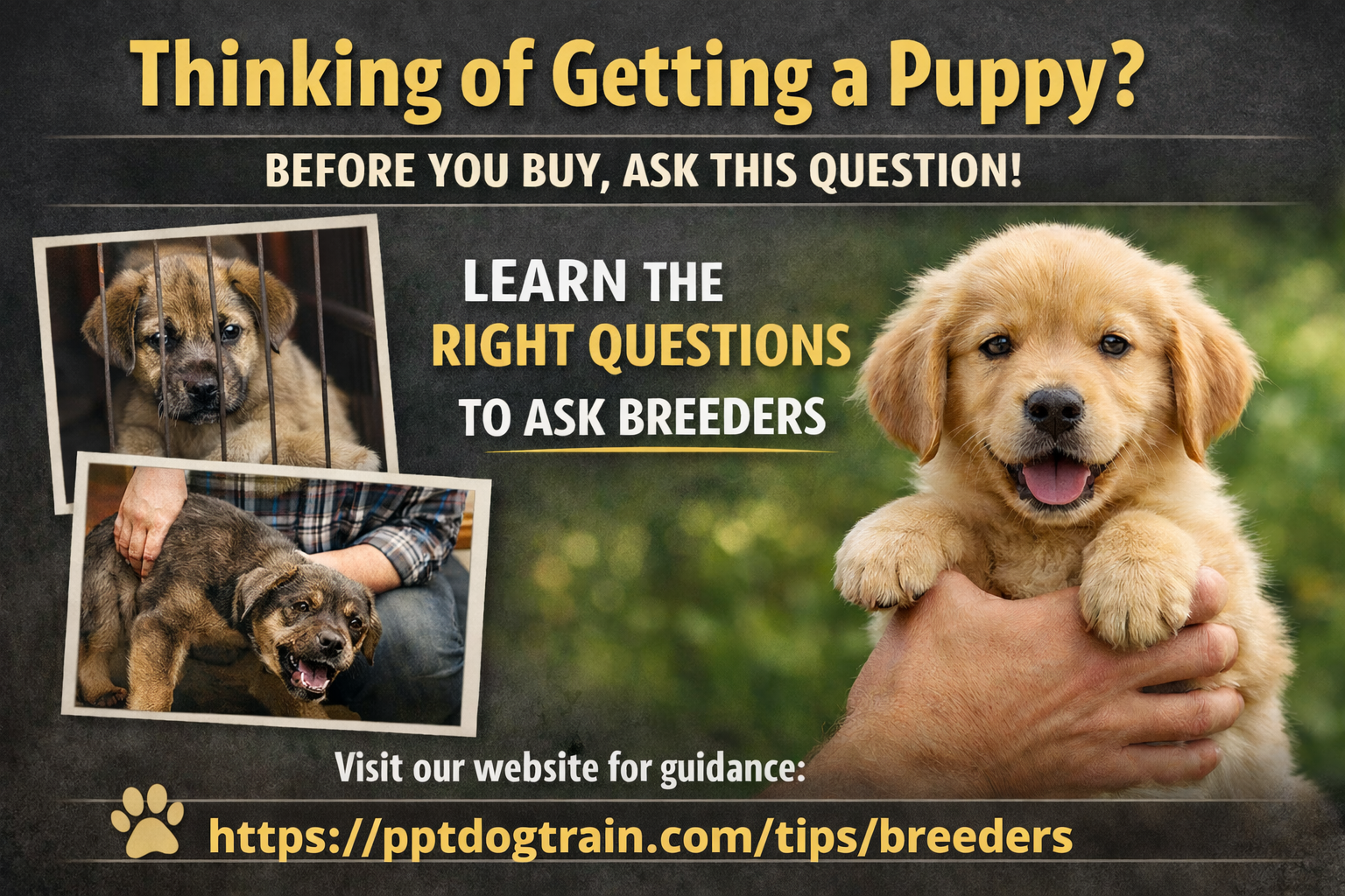 Before You Bring Home a Puppy… Ask This Question