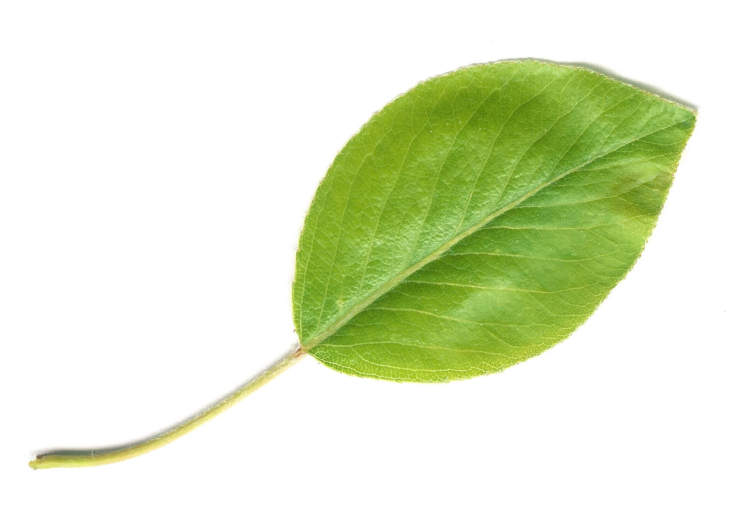 Pear