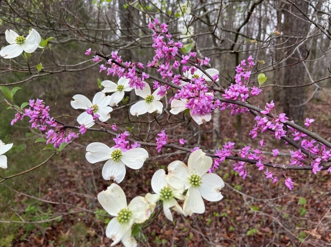 Heaven’s Heartbeat - Hard Fought Hallelujah