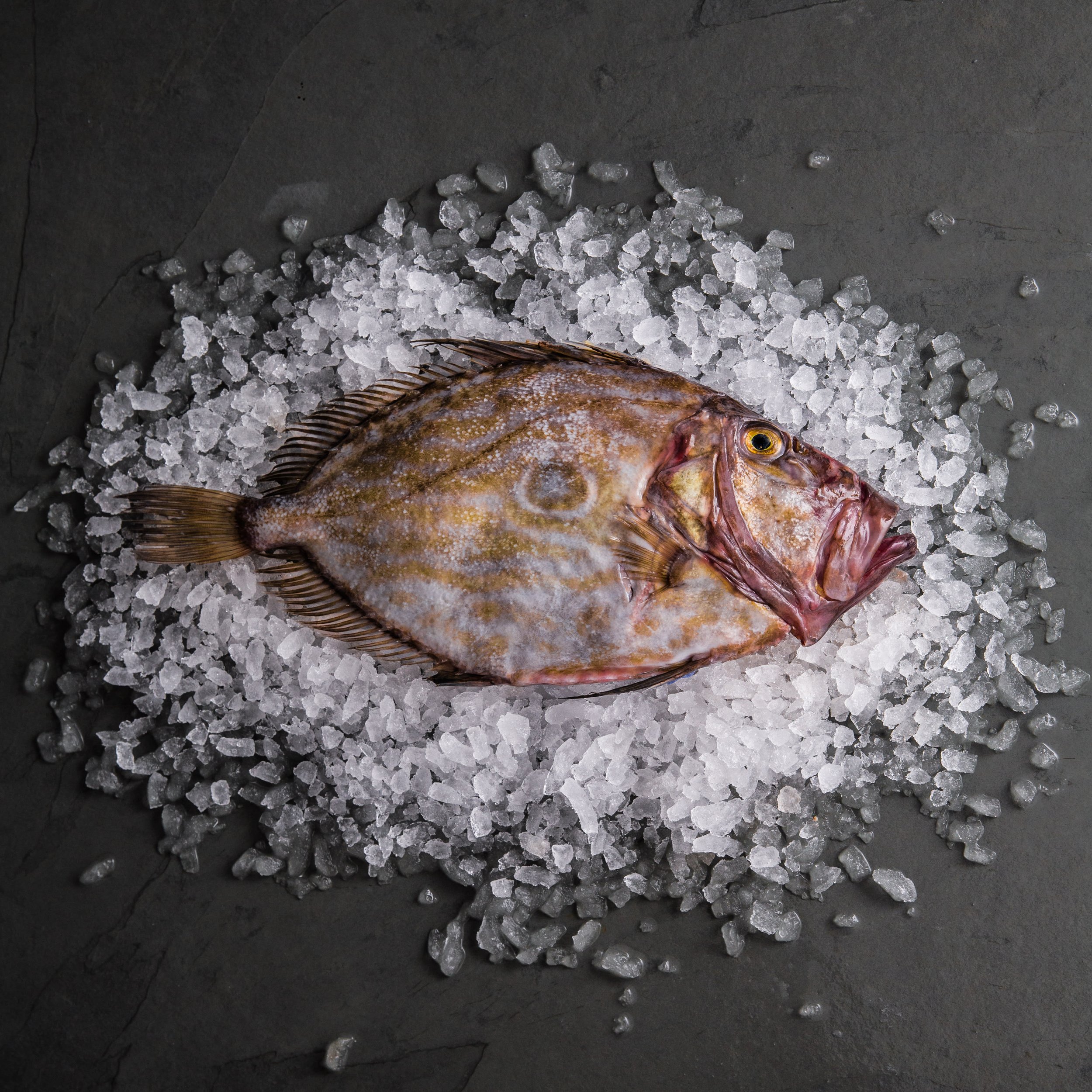 Whole John Dory
