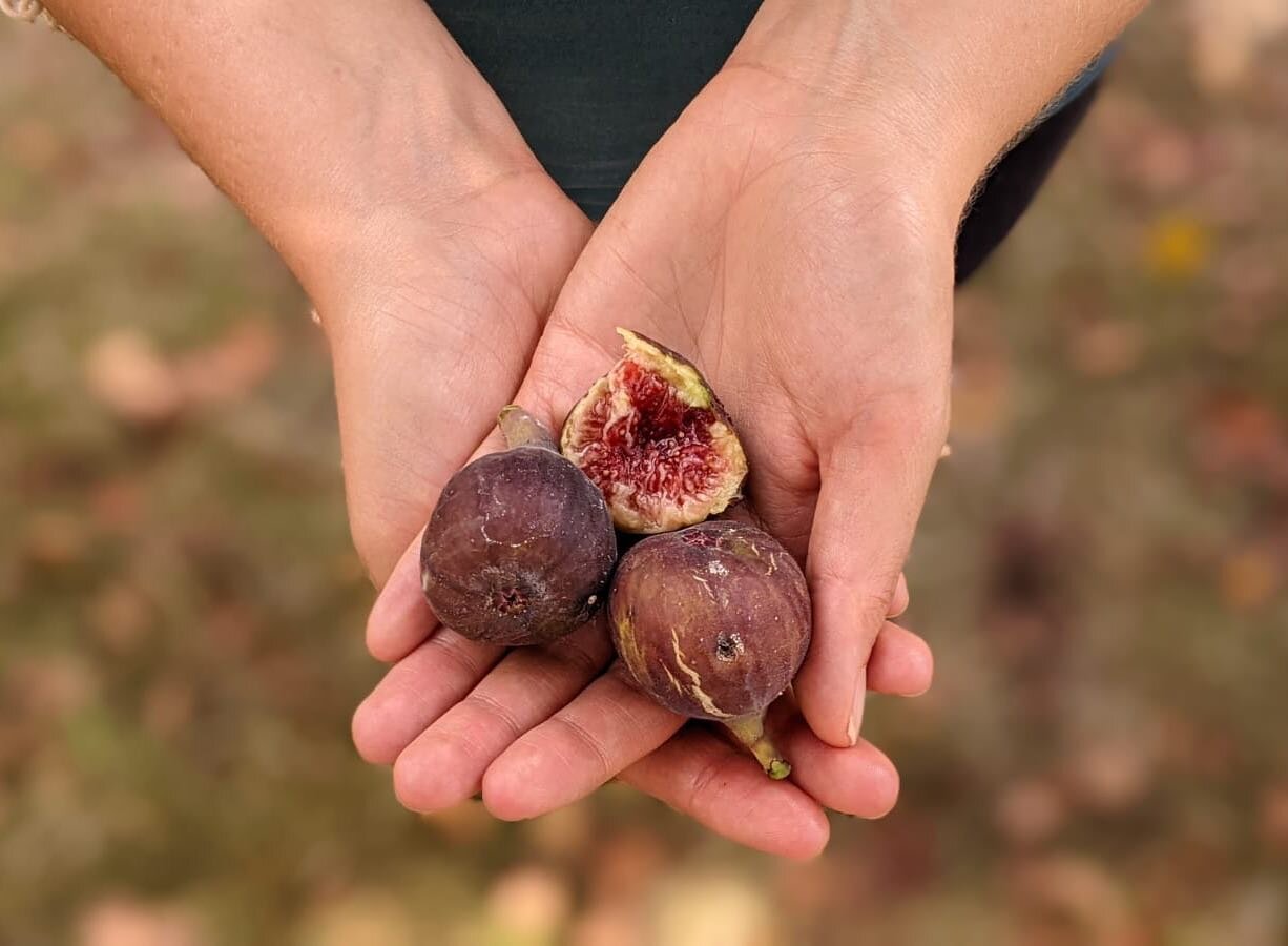 Our first ever fig harvest from our Chicago hardy fig tree 🤩

Maybe it&rsquo;s my Mediterranean heritage, but in my mind, there&rsquo;s no fruit that matches a fresh fig, straight off the tree and warm from the sunshine.

My husband is lucky he was 