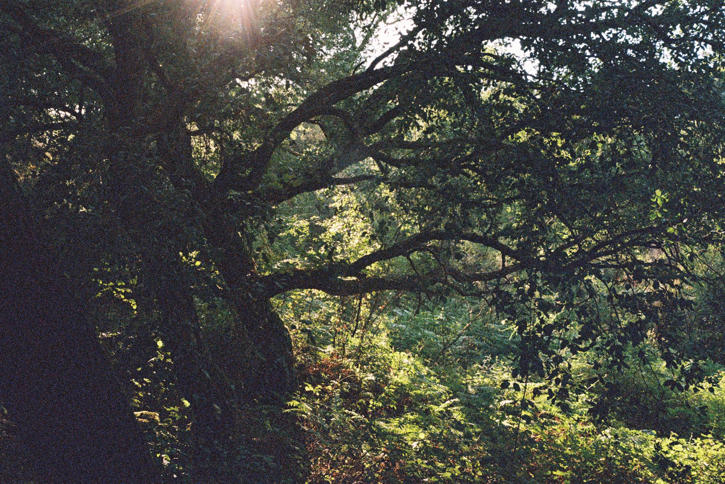 Sponsor a 2x2m part of the land