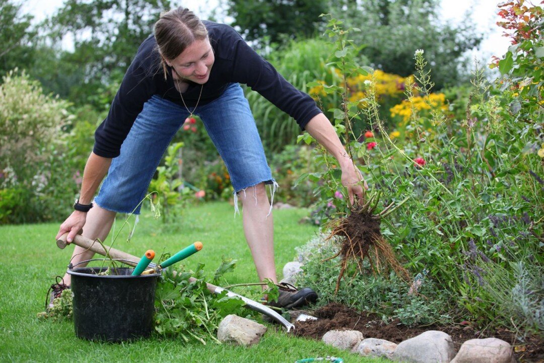 Prevent and treat back pain from gardening.  Book an appointment with Dr. Rachel, chiropractor at Hawthorn Clinic.  She has many tips and solutions for your gardening aches and pains so that you may enjoy puttering outside throughout the spring and s