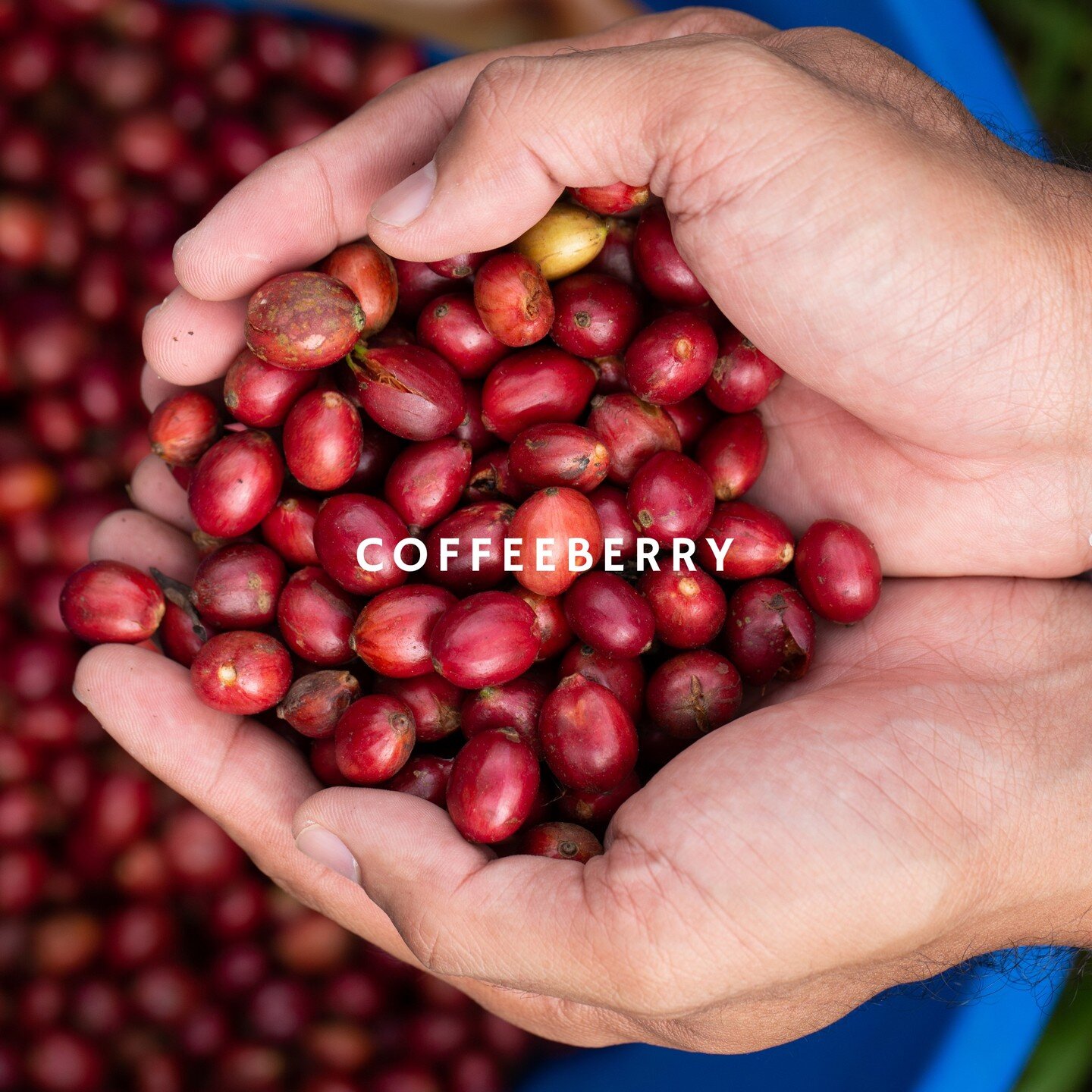 CoffeeBerry is perhaps the most exciting addition to the skin care industry in recent years and is on par to become a veritable craze. When applied topically to the skin, CoffeeBerry has been shown to restore moisture and elasticity, making the skin 