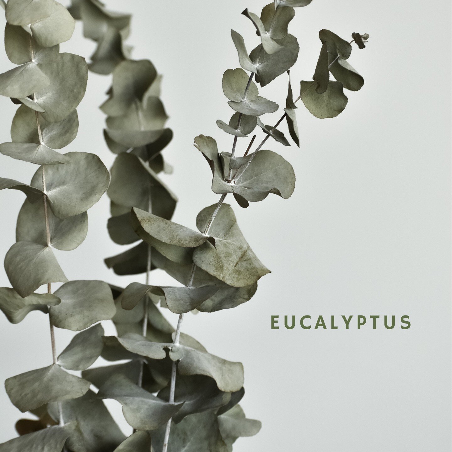 Eucalyptus is often touted for its calming and anti-nausea effects. However, it&rsquo;s also powerful for the skin, as it can increase the skin&rsquo;s water holding capacity. If you suffer from dry skin, you likely have low ceramide levels. Ceramide