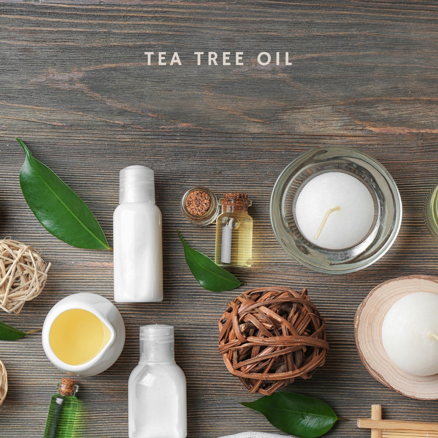 Tea tree oil comes from the leaves of Melaleuca alternifolia, a small tree native to Queensland and New South Wales, Australia. Although Melaleuca alternifolia is known as the tea tree, it should not be confused with the plant whose leaves are used t