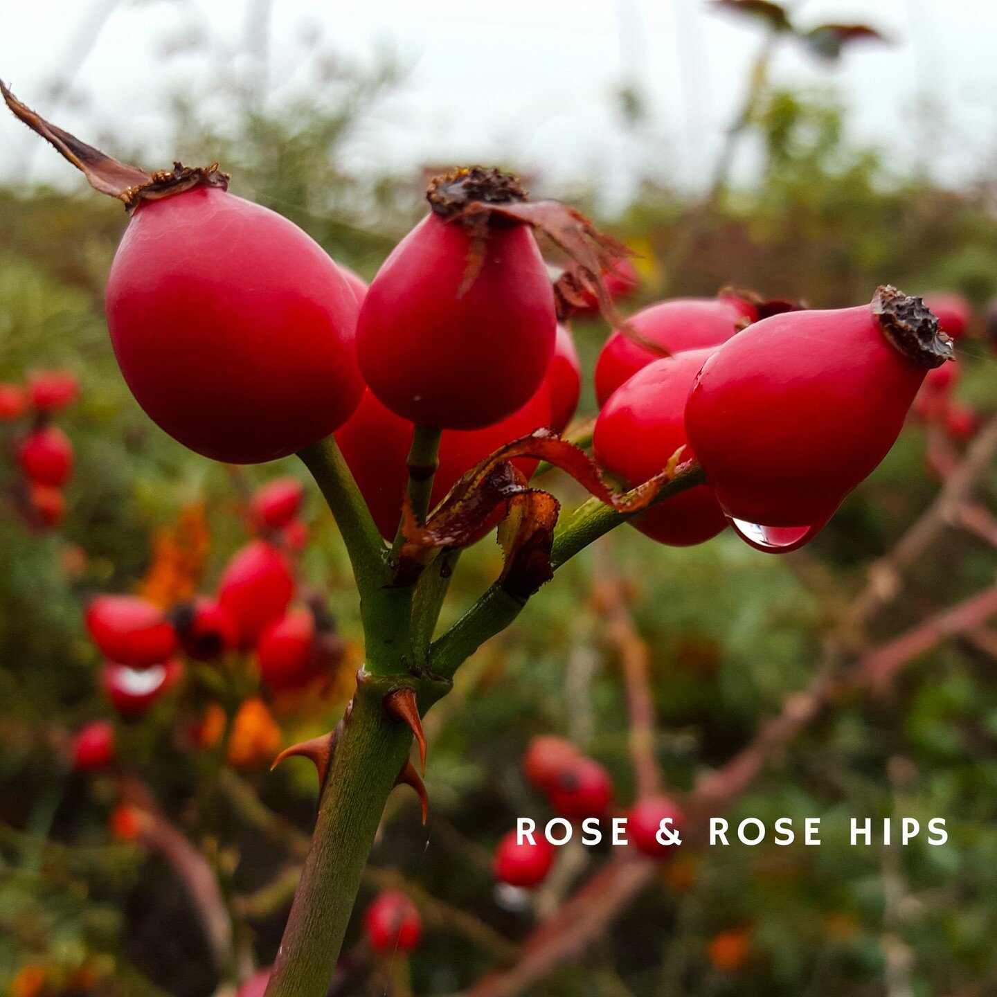 Rose maintains skin's pH balance while controlling excess oil. Antibacterial, anti-inflammatory, and astringent properties, and plenty of antioxidants work together to heal, repair, rejuvenate skin and speed wound healing.
Rose treats redness and irr