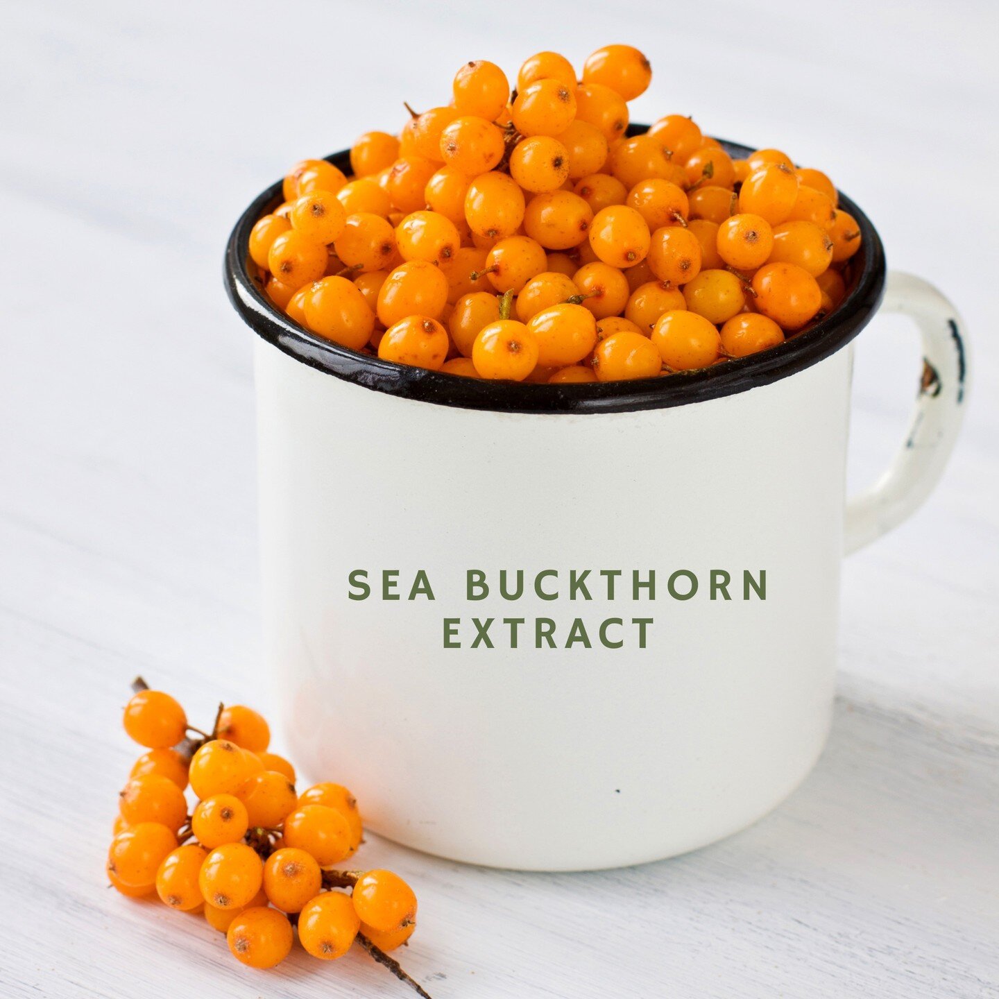 Sea buckthorn oil is excellent for reducing acne breakouts because it signals the oil glands to stop creating excess amounts of sebum. Sea buckthorn will reduce inflammation in the skin, prevent future flare-ups, help to fade scars, and promote an ov