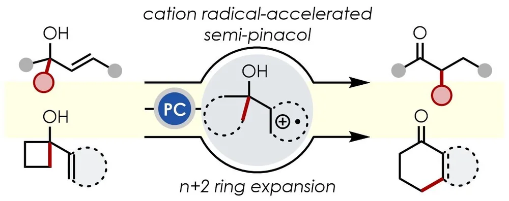 Nicewicz Publications — Nicewicz Laboratory