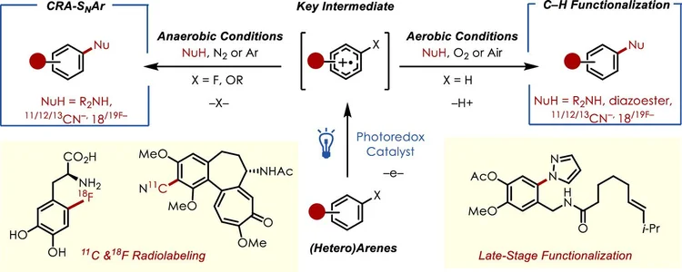 Nicewicz Publications — Nicewicz Laboratory