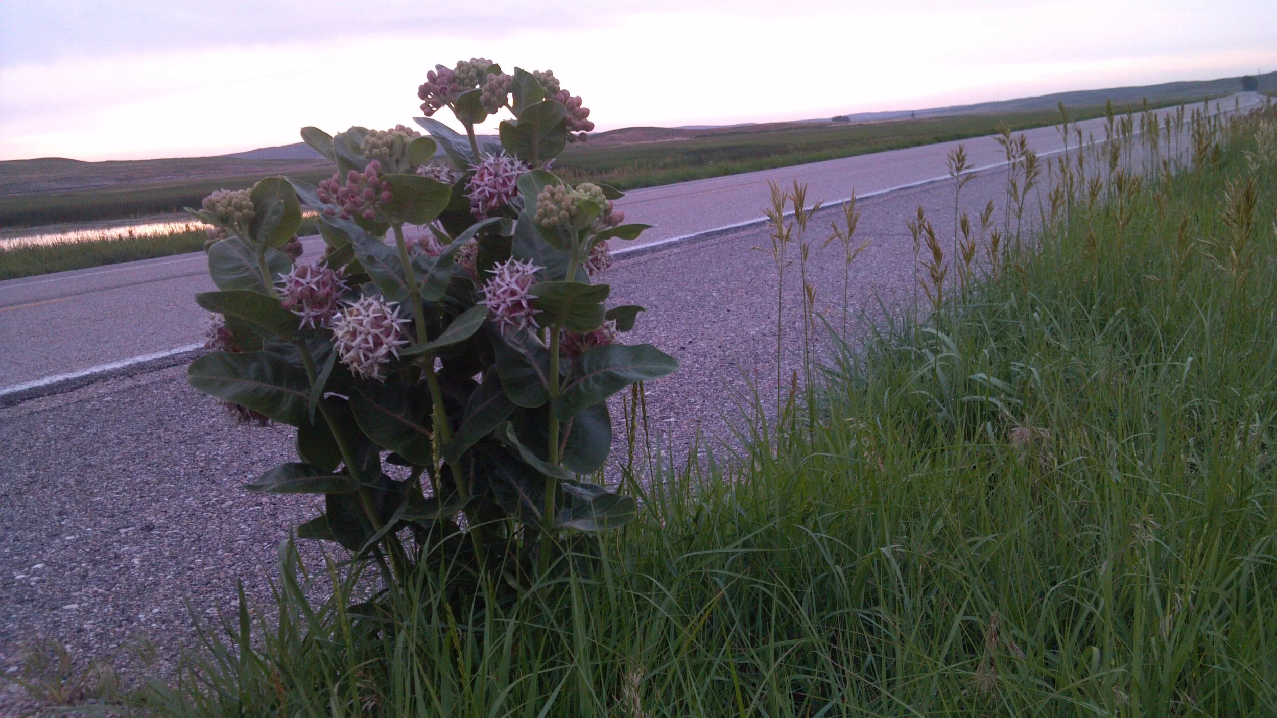 Graveyards for Monarchs