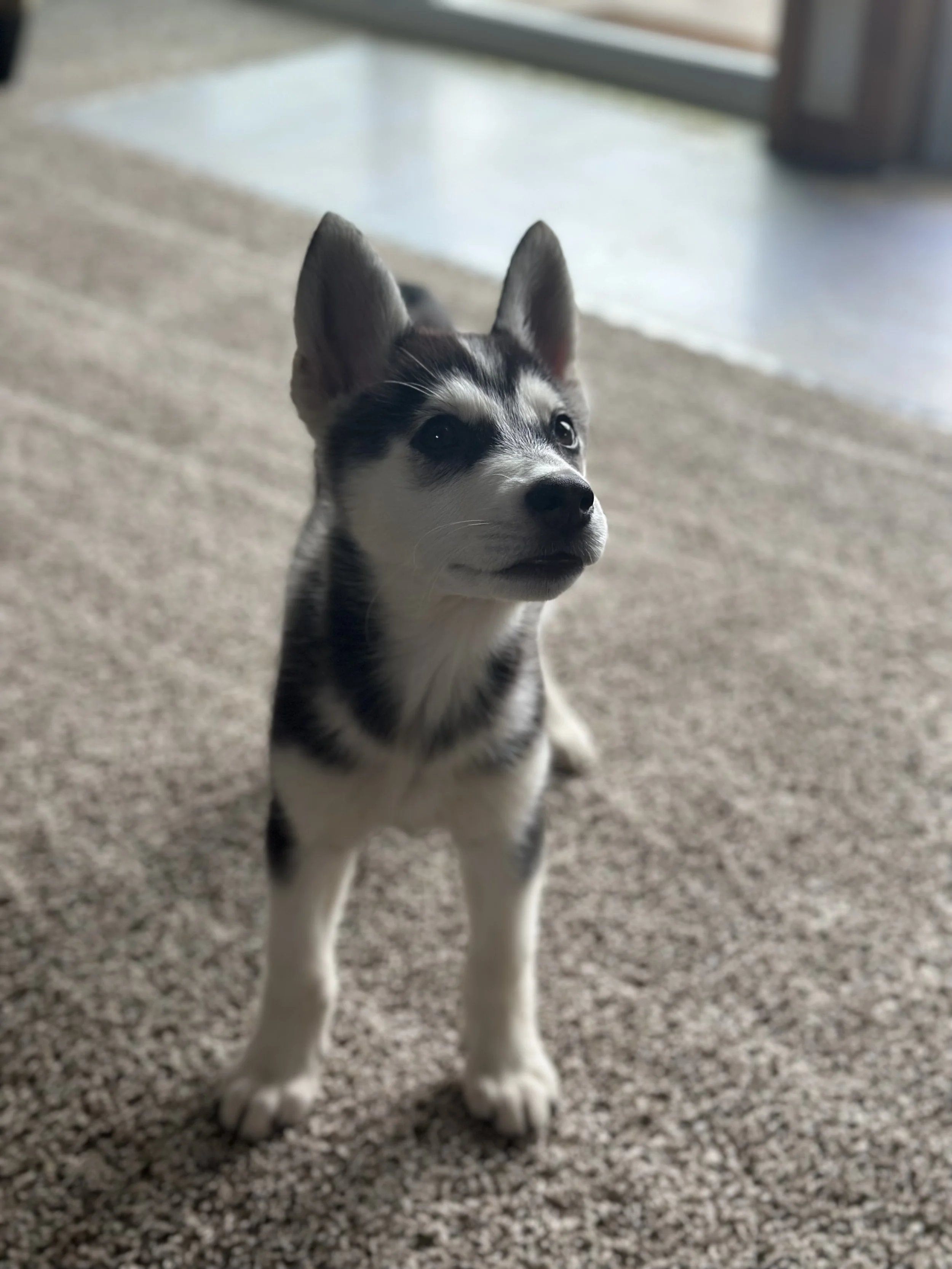 Little Miss Dixie is Adopted!!