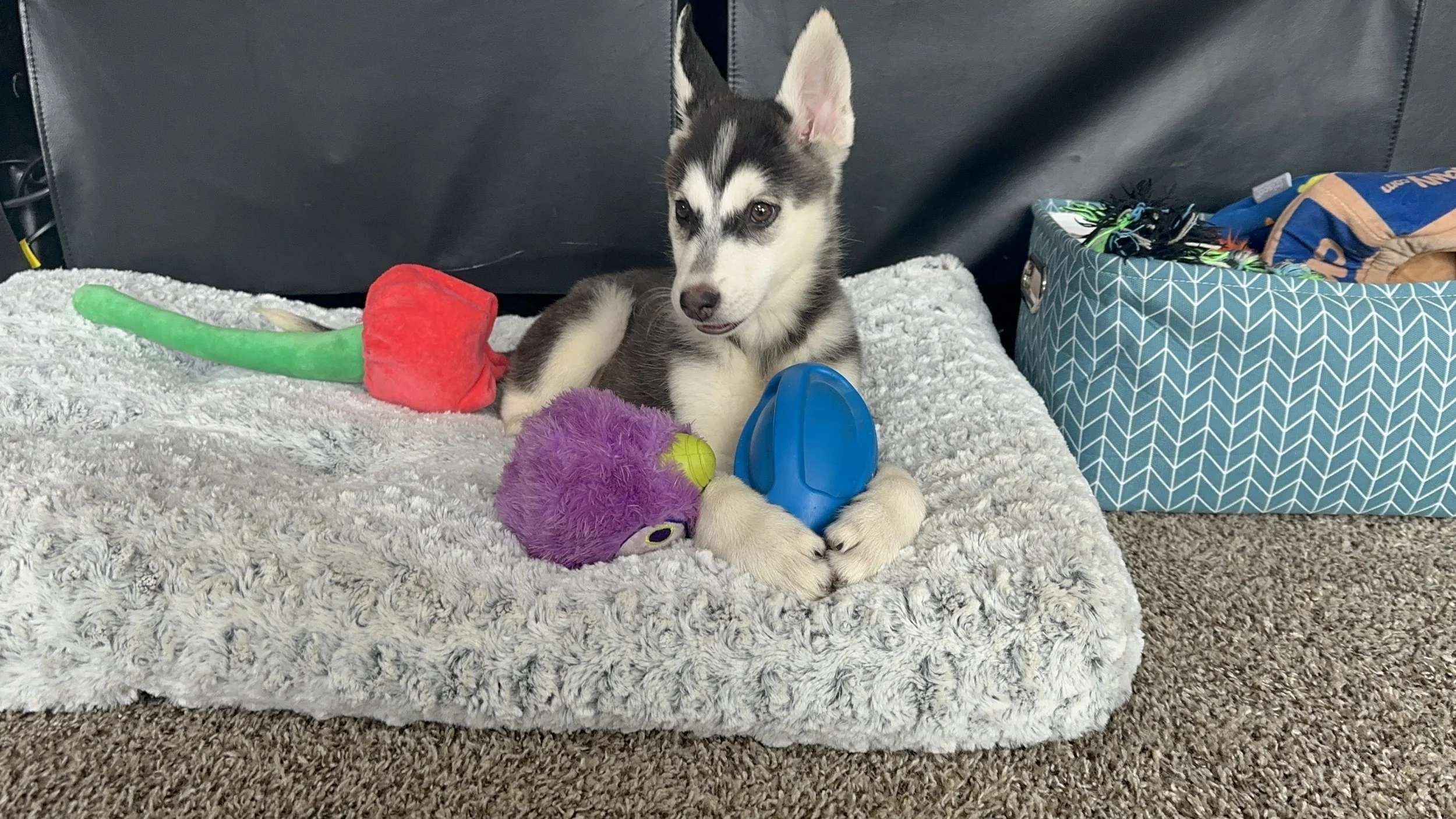 Husky/Shepherd Mix puppies are available for adoption!