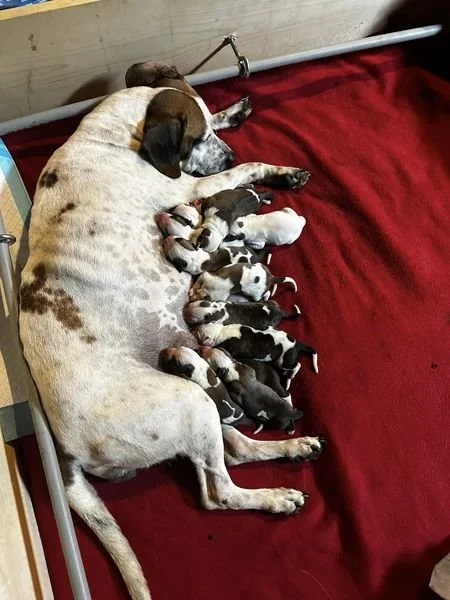 Want to see an adorable video of Beatrice and her babies?!