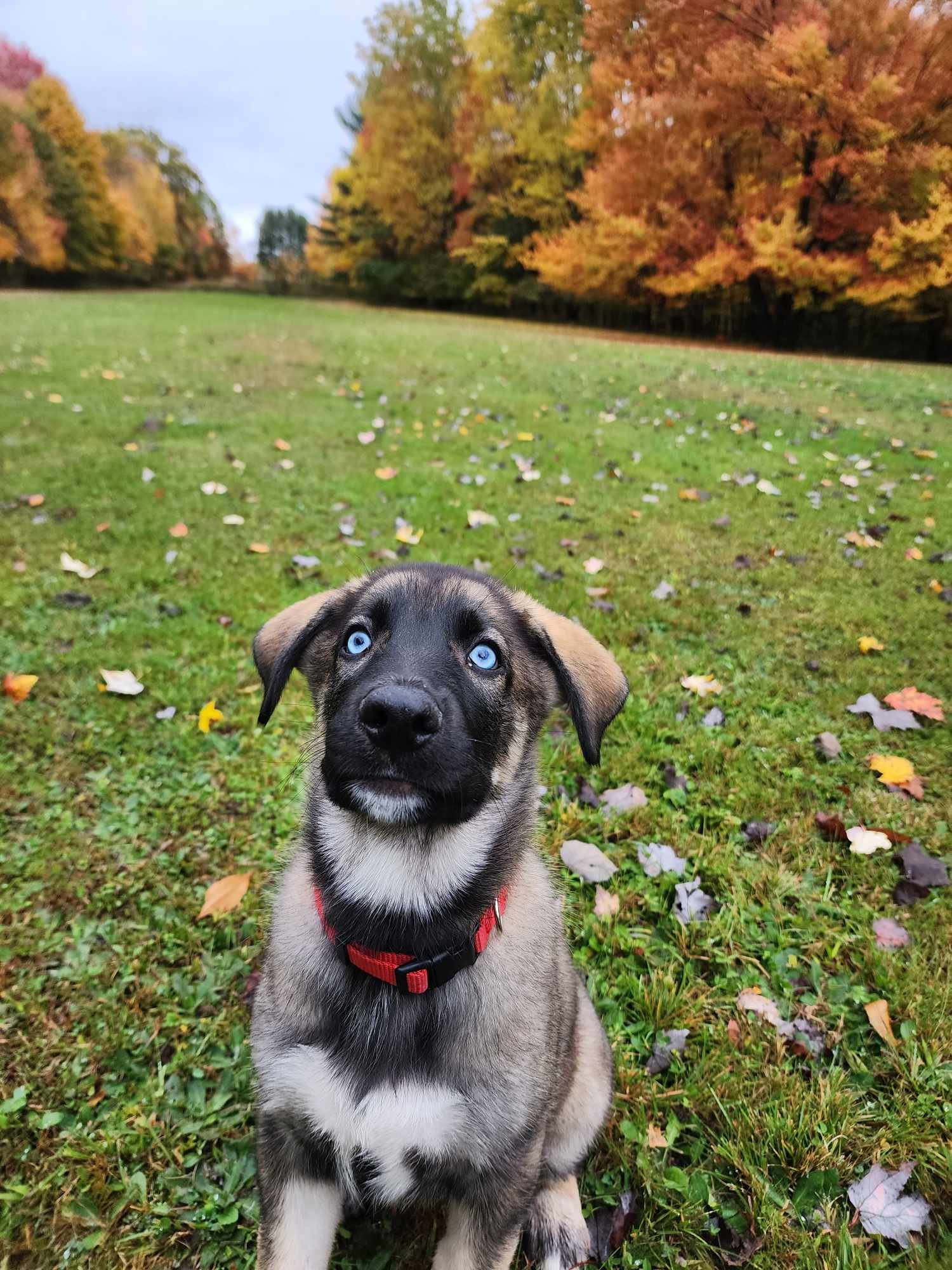 Meet handsome Ruger!