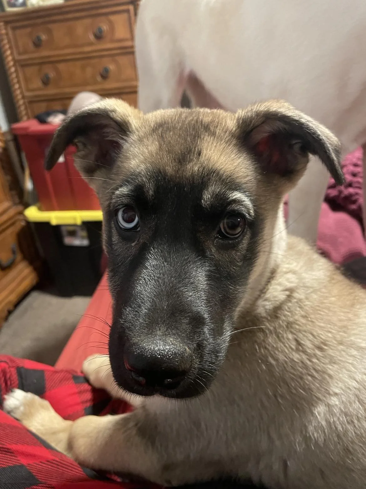 Sweet Nala's in the House!