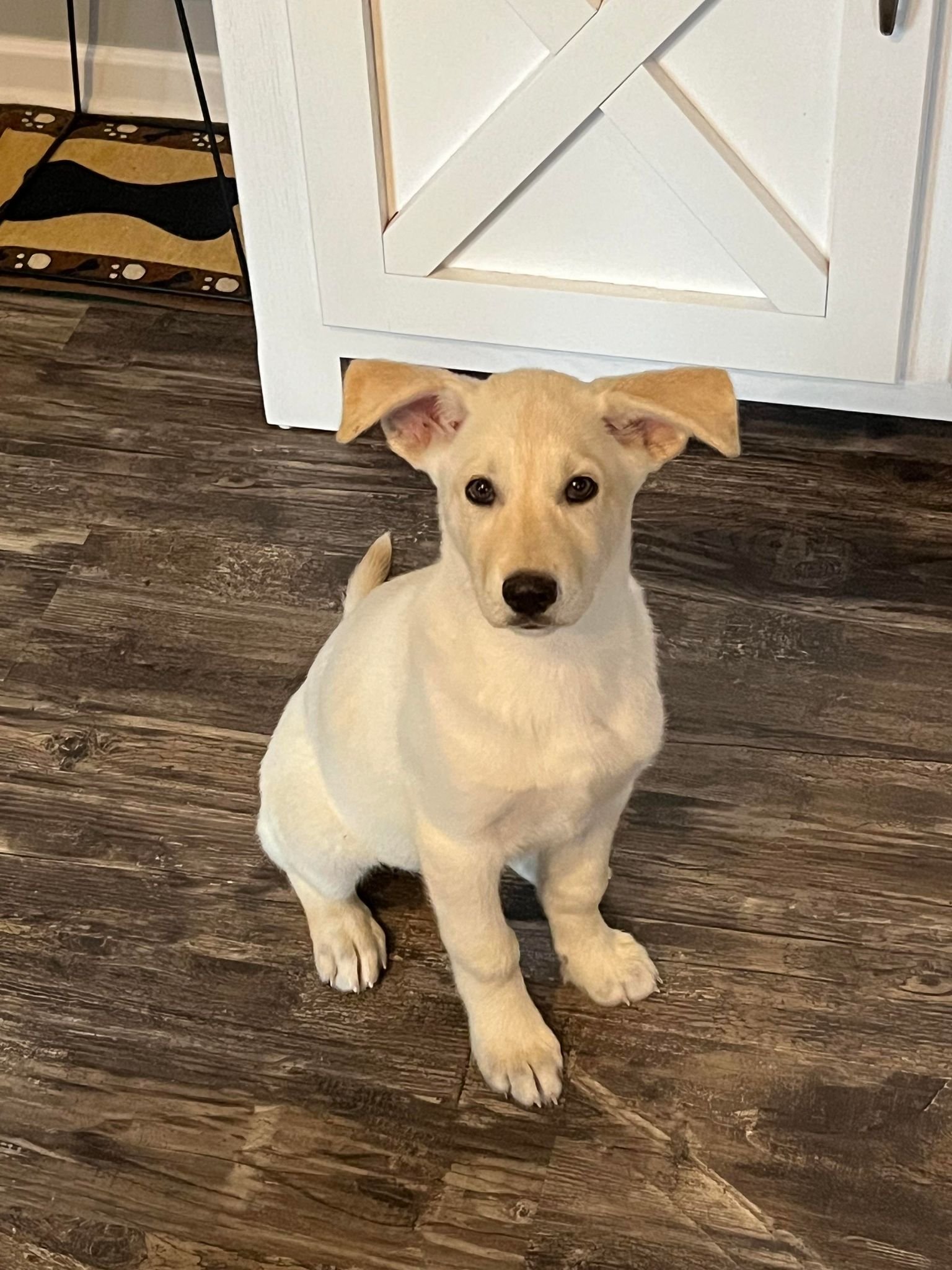 Little Heidi on the Couch!