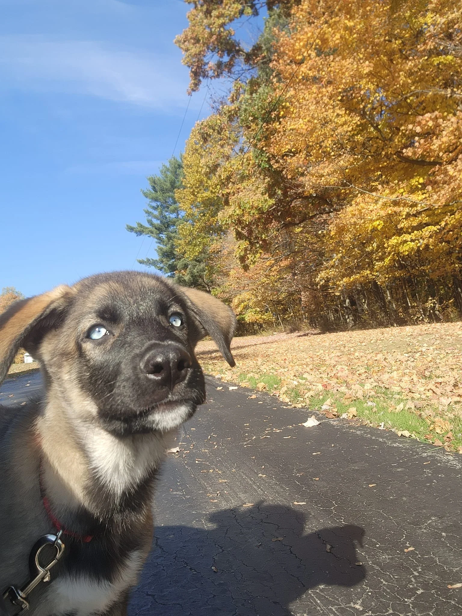 Pups at Adoption Event (4 Nov)