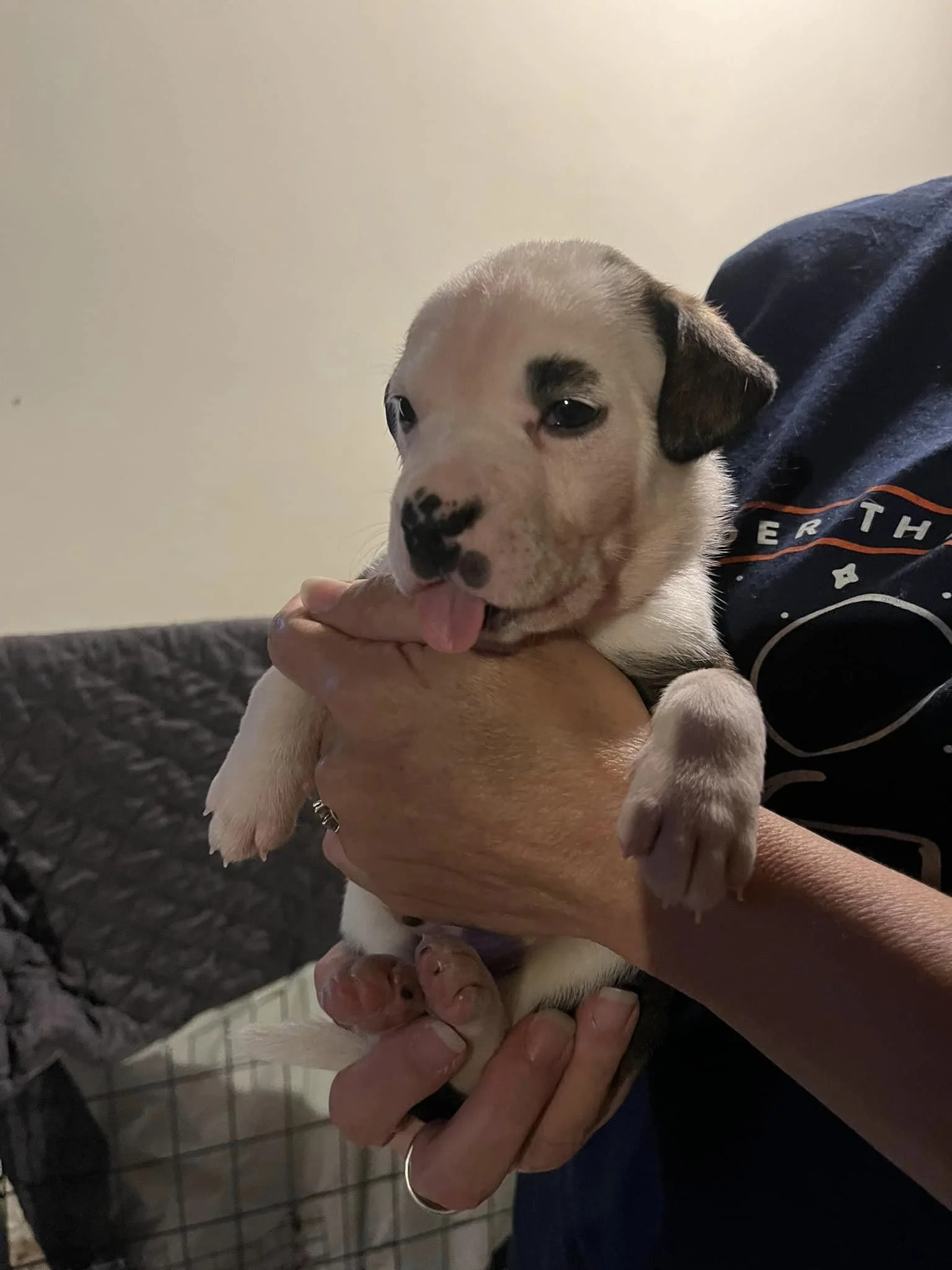 Beatrice Puppies - 4 weeks old!