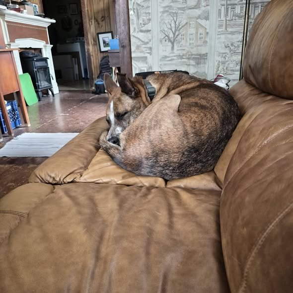 Bailey has been ADOPTED!!!