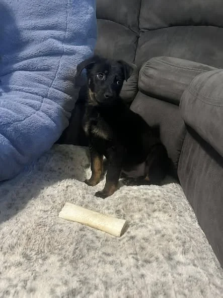 Rottie/Shep Pups with SSR Fosters