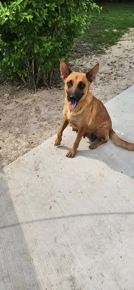 Incoming Pups 