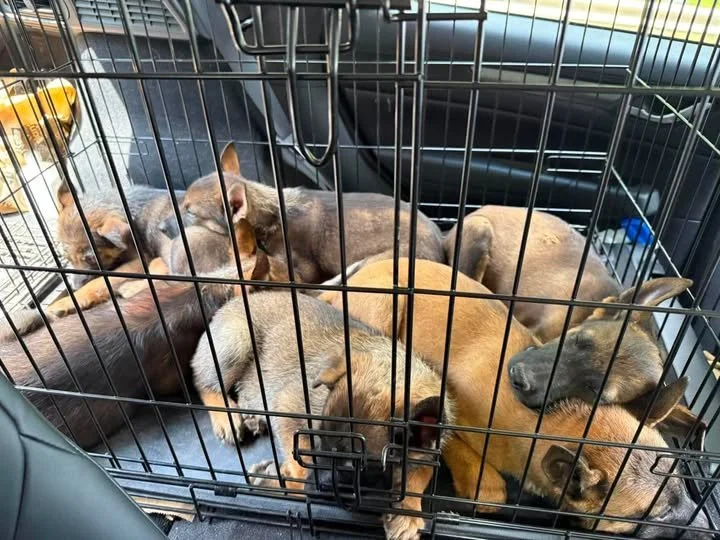 Mal/GSD Mixes Arrived in Rescue