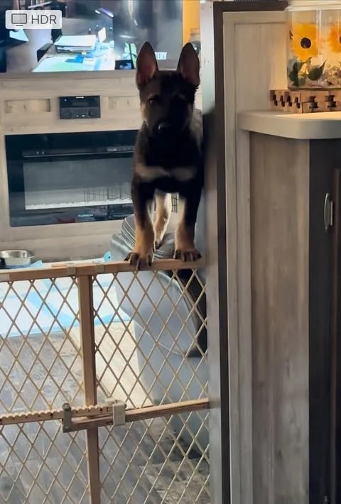 Pictures of Mal/GSD Mixes