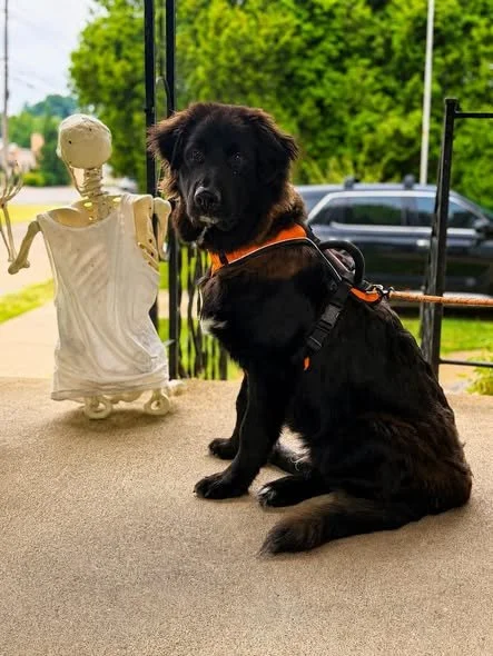 Koda is Available 