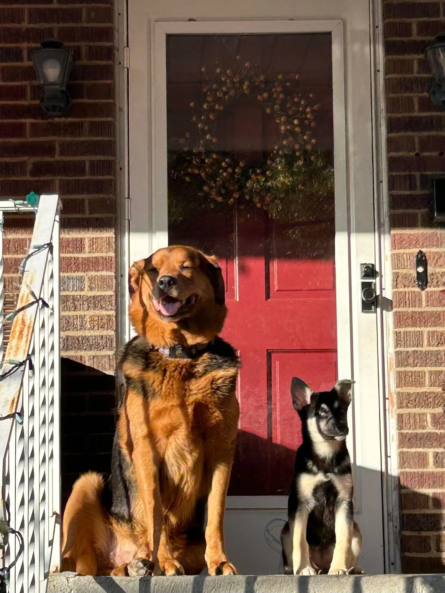 Sallie got her furever home!