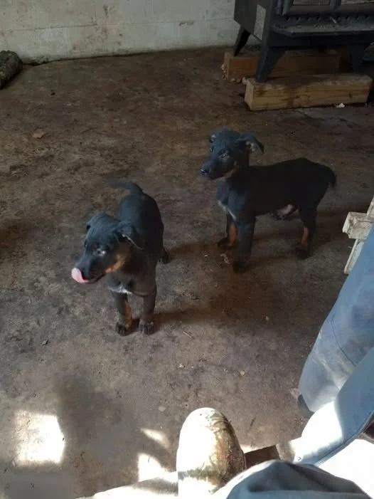 Incoming Pups