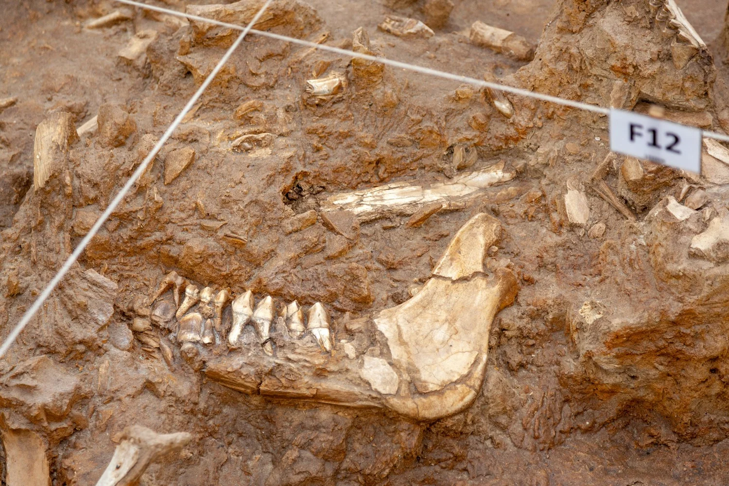Historical and Cultural Significance of the West Coast Fossil Park — West Coast Fossil Park Blog