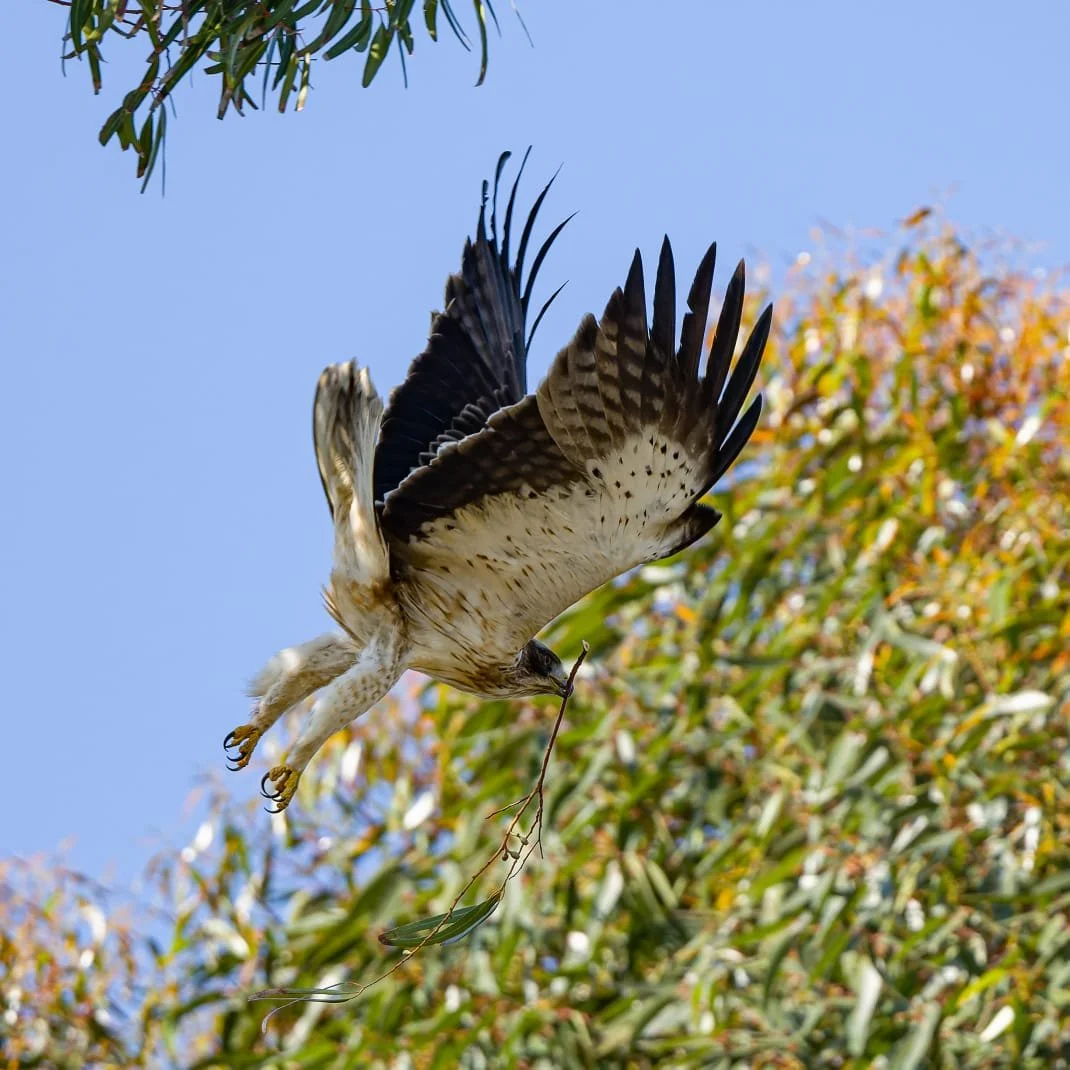 Bird watching heaven at the West Coast Fossil Park 