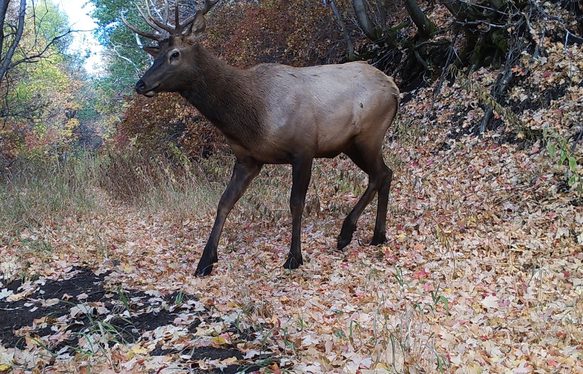 Elk, UWIN Salt Lake, UT (Copy)