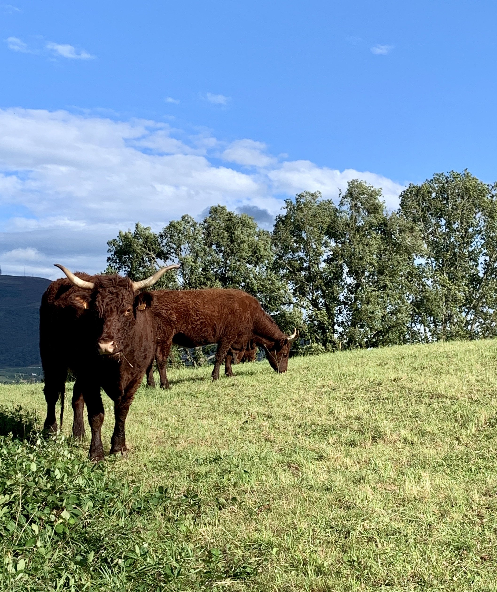 Betizu cattle on Voie Nive Bidassoa.jpg